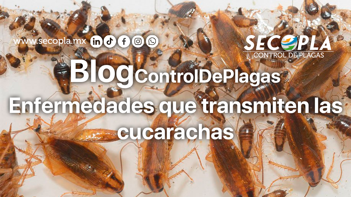 Enfermedades que transmiten las Cucarachas. - SECOPLA