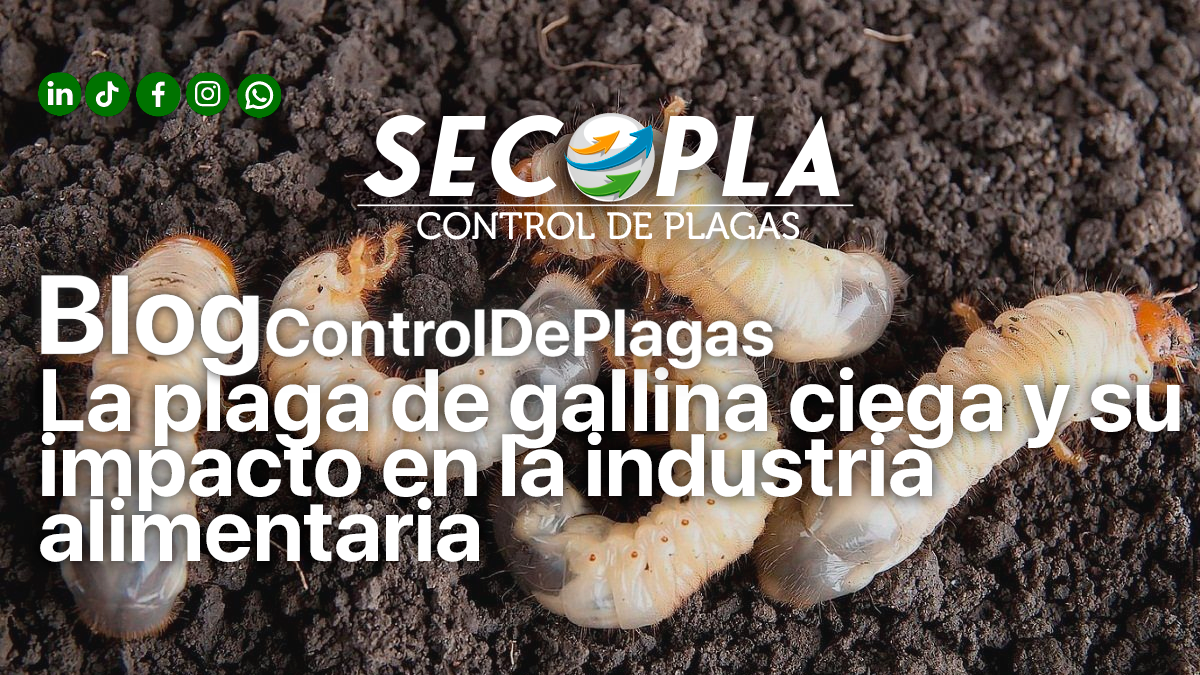 La plaga de gallina ciega y su impacto en la industria alimentaria